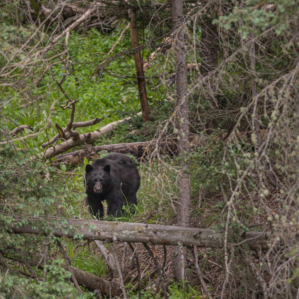 A black bear weighing around 400 pounds left one man with deep cuts to his face, neck and head.