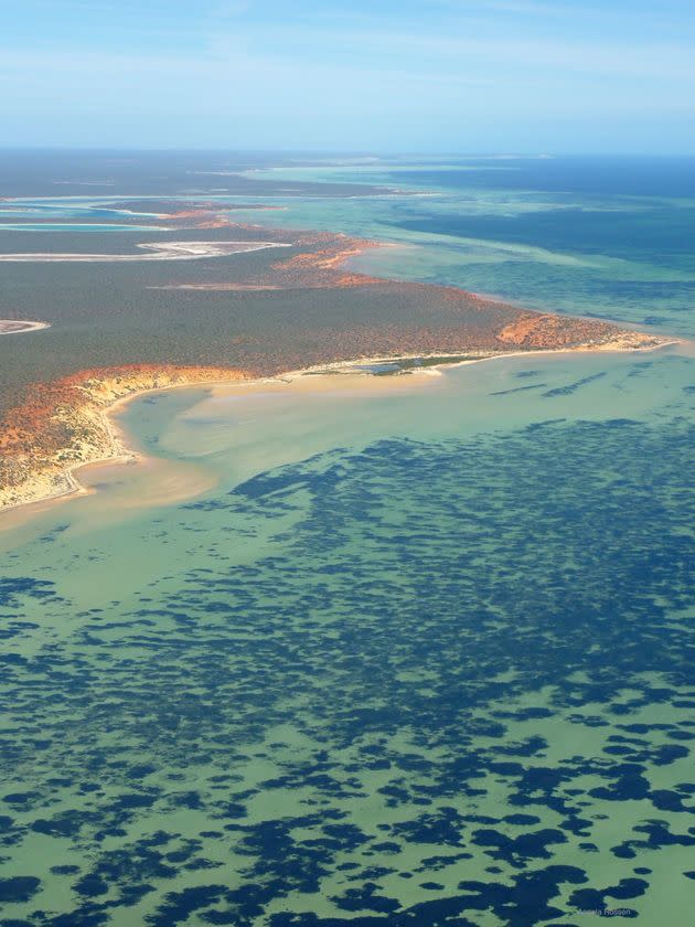 An aerial view of the seagrass meadow in Shark Bay. (Photo: Angela Rossen // University of Western Australia)