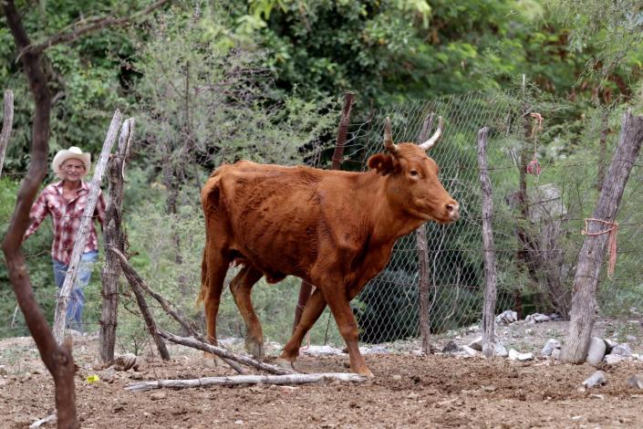 A man looks on as a bull trots through a fence opening