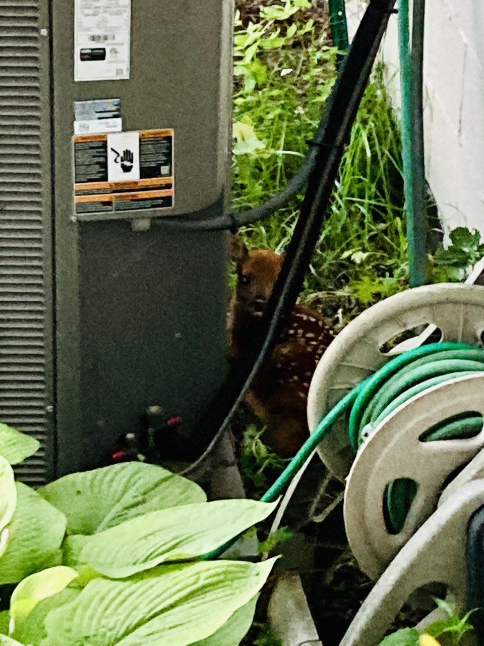 The fawn eventually moved from the front yard of Dispatch Metro columnist Theodore Decker's home on Sunday to a spot behind the home's central air conditioning unit.