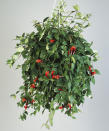 <p> The unusual tubular purple and red flowers give rise to the lipstick plant&#x2019;s name and will hold your gaze and help you to relax when they appear on the tips of the trailing leafy stems. As one of the top indoor hanging plants, you can display it in a hanging basket close to your desk in a bright position, out of direct sun. As you may expect from this dazzling prima donna, it requires a little more care than many of the leafy houseplants. </p> <p> Irrigate using tepid rainwater or distilled water when the top of the compost feels dry (if using tap water, leave it in a container for 24 hours for the chlorine to dissipate before applying it). In winter, keep the compost almost dry. Mist these indoor plants regularly and feed with a half-strength balanced liquid fertilizer once a month from spring to early fall. </p>