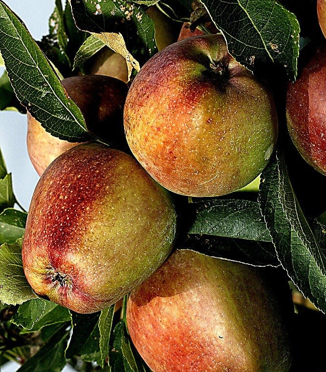 Delicious apples hang heavy from a tree at Masker Orchard.