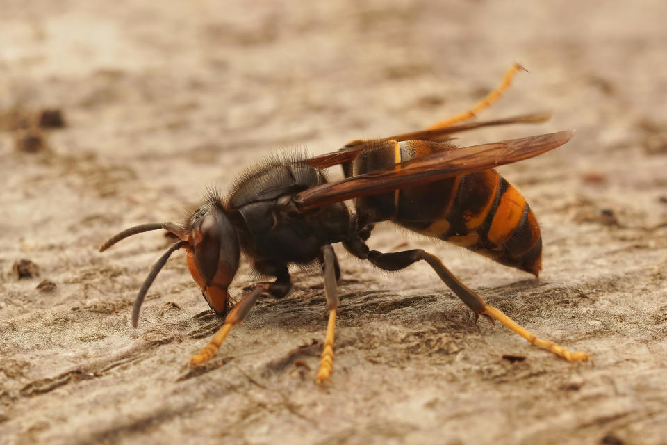 Closeup on the Asian yellow legged Hornet wasp, Vespa velutina, a recently introduced threat to honeybees