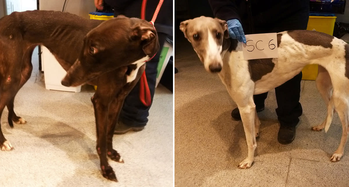 The greyhounds were found starving and with abscesses and scurvy (Picture: SWNS)