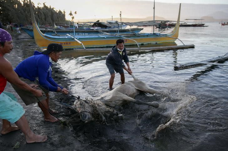 Residentes sacan del agua a un caballo lastimado tras rescatarlo cerca del volca´n en erupción Taal, en Talisay, Filipinas