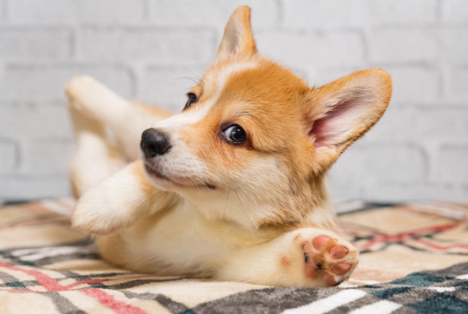 Corgi puppy rolling on floor