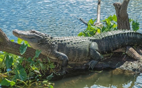 gatorland - Credit: DANITA DELIMONT