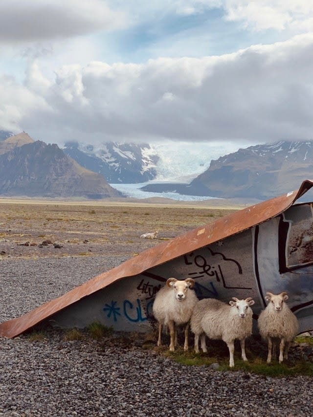 Three sheep huddle aginst a structure with snow-covered mountains in the background