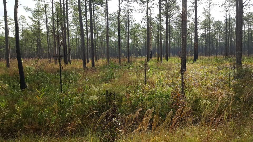 The need for "green" aviation fuel could open a new market for North Carolina's timber industry.