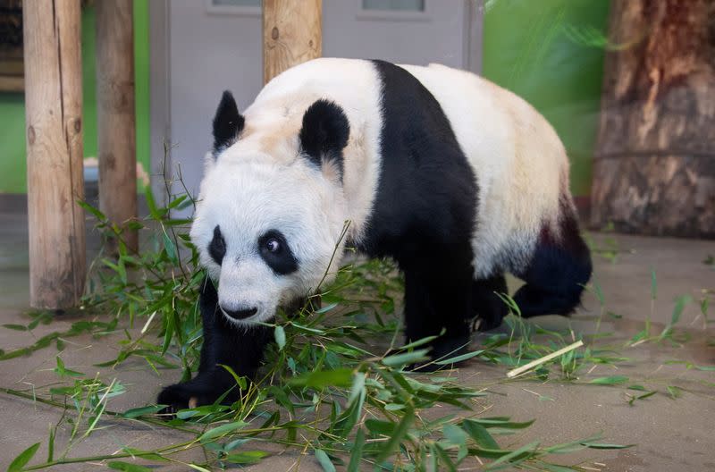 Tian Tian one of the giant pandas walks at Edinburgh Zoo