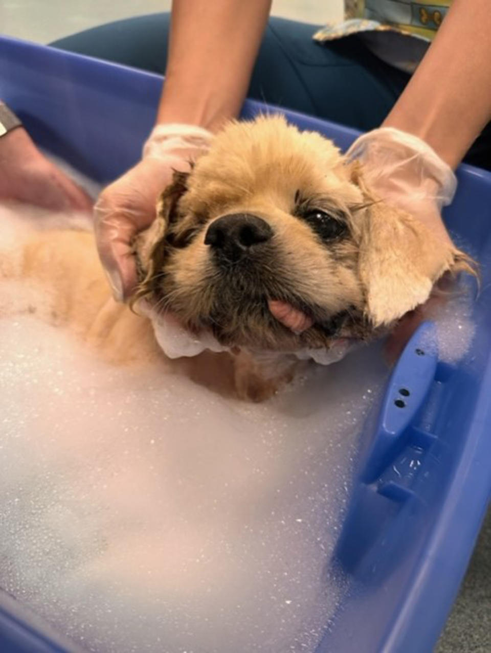 Trooper getting his first bath after his rescue. (Courtesy Tri-County Humane)