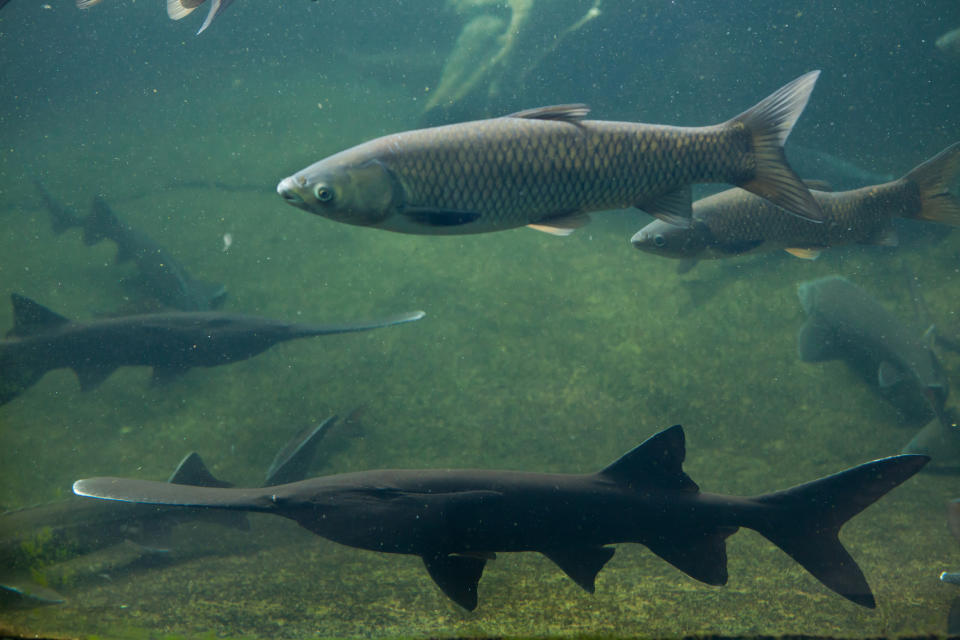 Grass carp (Ctenopharyngodon idella) and American paddlefish (Polyodon spathula). Wild life animal.