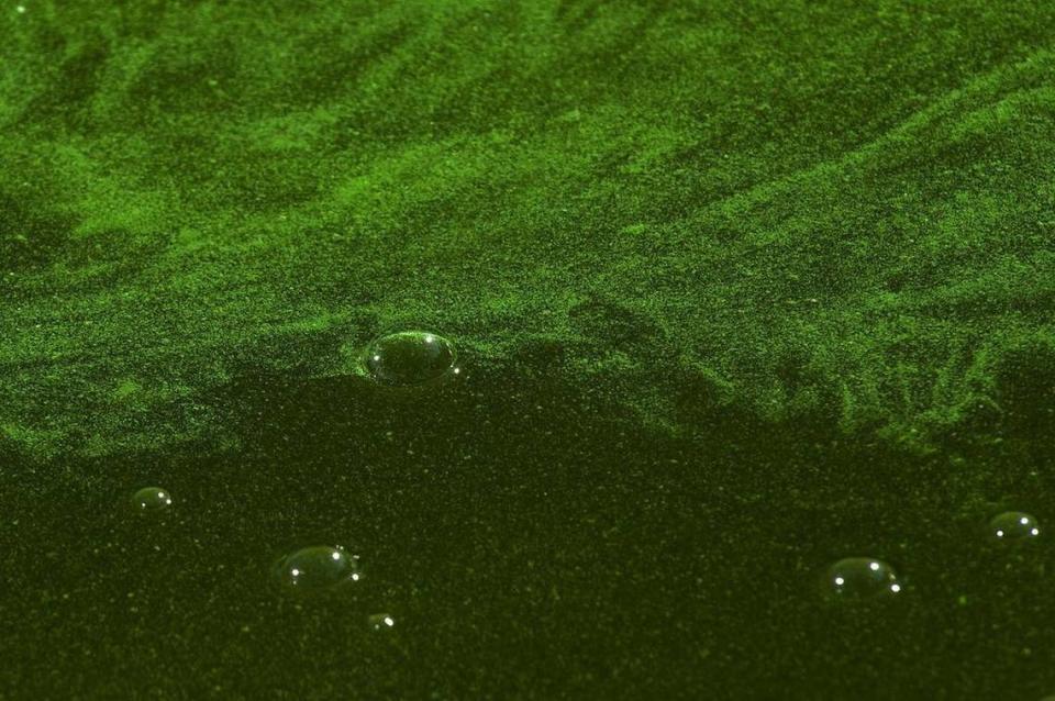 Warnings of toxic blue-green algae blooms are proliferating as warmer weather hits California.