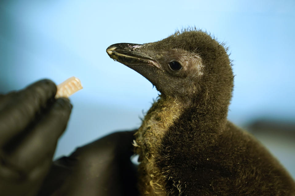 The newest member of Shedd Aquarium's penguin population, a southern rockhopper chick hatched June 16, is fed during a daily wellness exam, Thursday, July 13, 2023, in Chicago. The chick's parents, Edward and Annie, became famous in 2020 as part of the aquarium's "field trips," where penguins would visit locations such as the nearby Field Museum and Soldier Field while the aquarium was closed during the pandemic. (AP Photo/Erin Hooley)