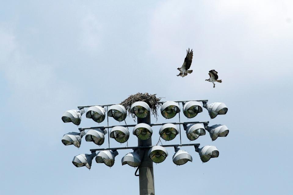 Osprey fly over their nest in the lights at McKethan Stadium during the Super Regionals of the 2011 NCAA Baseball Championships, in Gainesville, Fla., Sunday, June 11, 2011. The Gators beat the Bulldogs 8-6 to advance to College World Series.