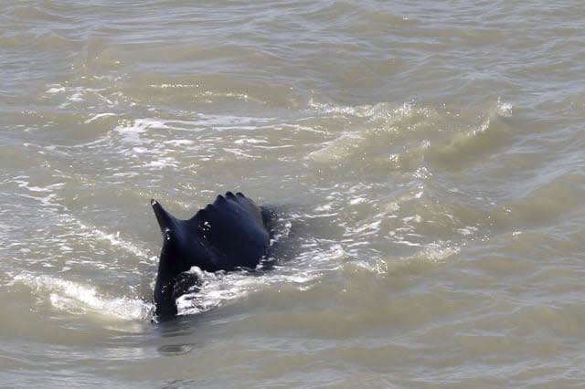 Australia Lost Whale