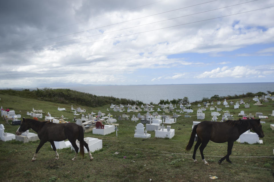 In this Sept. 8, 2018 photo, horses walk through the municipal cemetery where several dialysis patients who died in the aftermath of Hurricane Maria, are buried in Vieques, Puerto Rico. Of the 15 patients with kidney failure who lived on the tiny island before the storm, six have died since they began there thrice-weekly trips to the Puerto Rican mainland for dialysis treatments because the only treatment center on the island was shuttered by Maria. (AP Photo/Carlos Giusti)