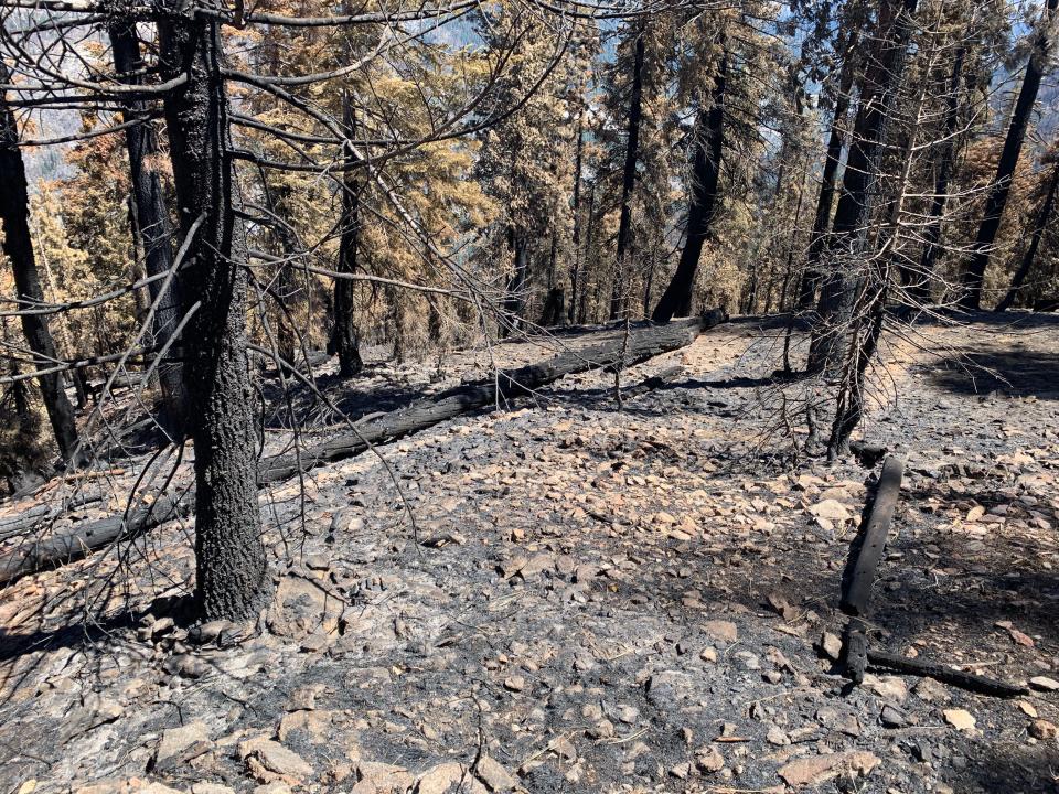 A burned-over area near Wawona Point in Yosemite National Park.