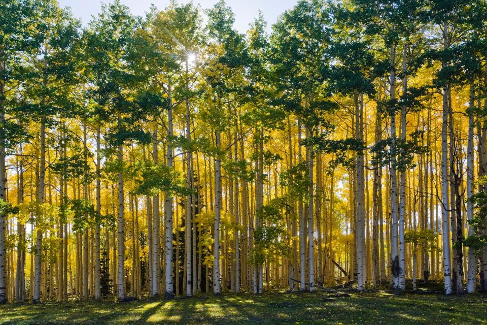 Utah. USA. Grove of aspen trees (Populus tremuloides) bordering meadow at Wiffs Pasture in early autumn. Thousand Lake Mountain. Fishlake National Forest.