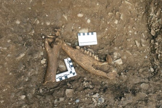 Devon dig