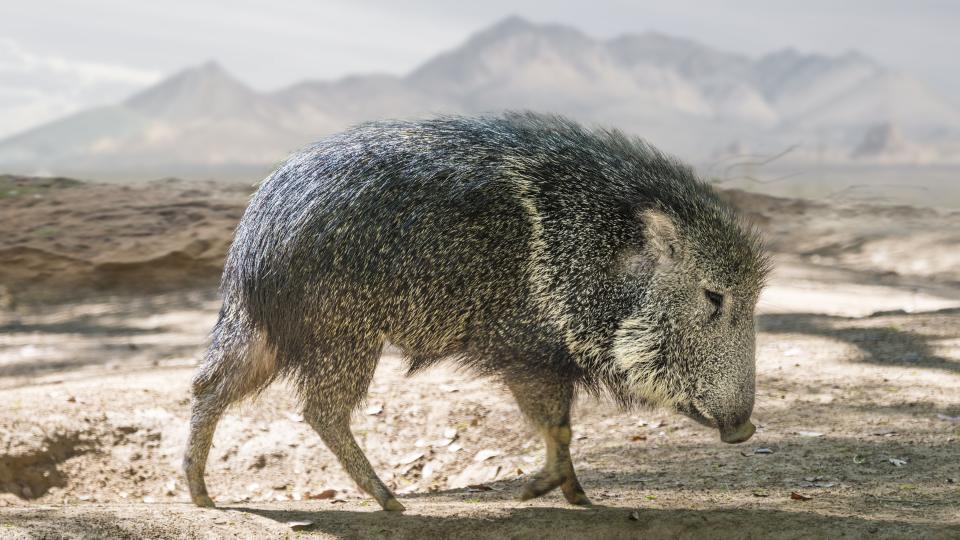A javelina in the desert