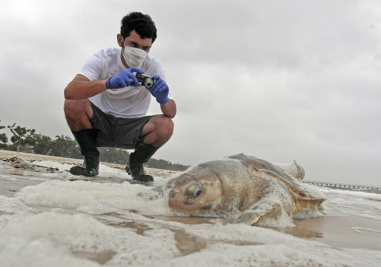 An Institute of Marine Mammal Sciences researcher takes pictures of a dead sea turtle in 2010.