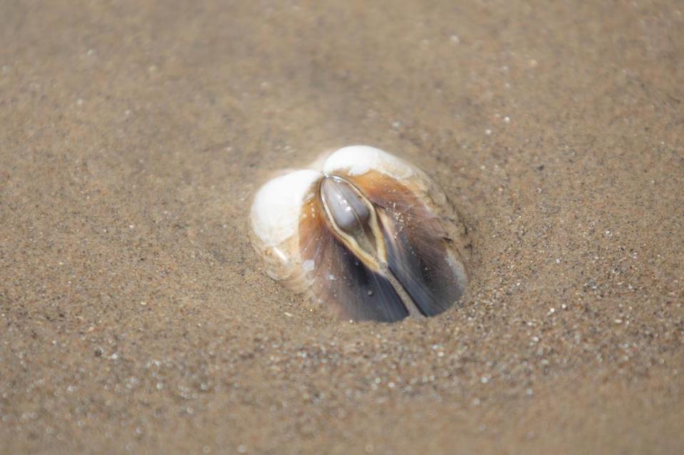 A Pismo clam partly buried at the Oceano Dunes State Vehicle Recreation Area on Friday, Sept. 8, 2023.