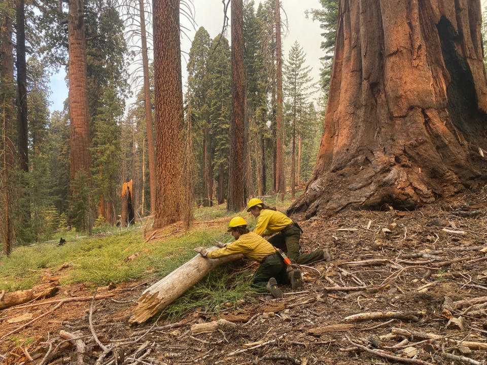 This July 2022 photo provided by the National Park Service shows firefighters clear loose brush from around a Sequoia tree in Mariposa Grove in Yosemite National Park, Calif. A wildfire on the edge of a grove of California’s giant sequoias in Yosemite National Park grew overnight but remained partially contained Tuesday, July 12, 2022. (Garrett Dickman/NPS via AP)