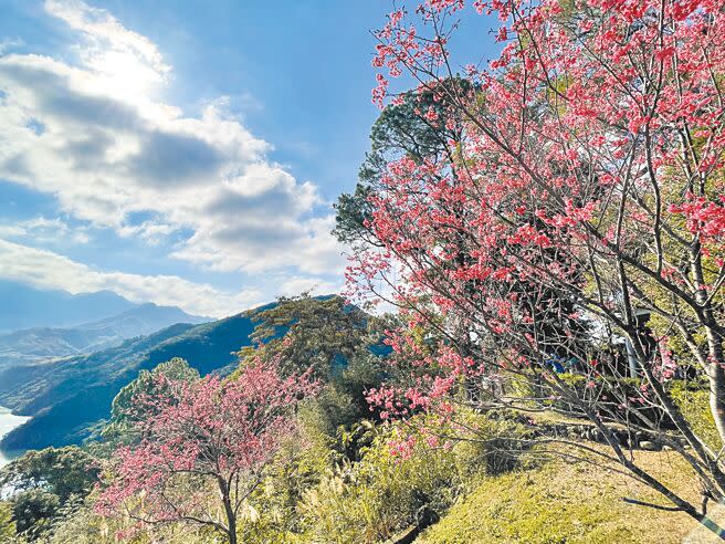 桃園市北橫公路沿線、拉拉山區櫻花接力綻放，桃園市風景區管理處也製作櫻花季地圖供民眾按圖索驥。（呂筱蟬攝）