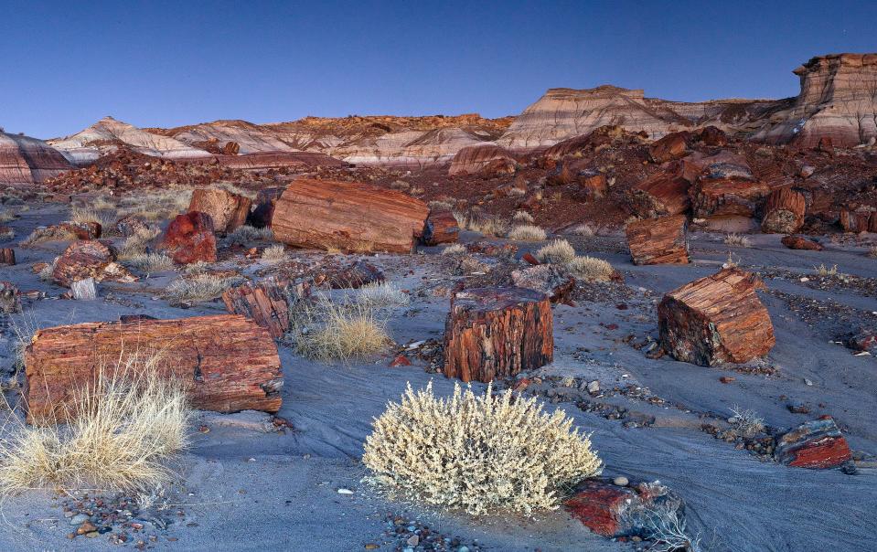 Petrified Forest National Park's Jasper Forest may not look like a typical forest. Its trees are petrified.