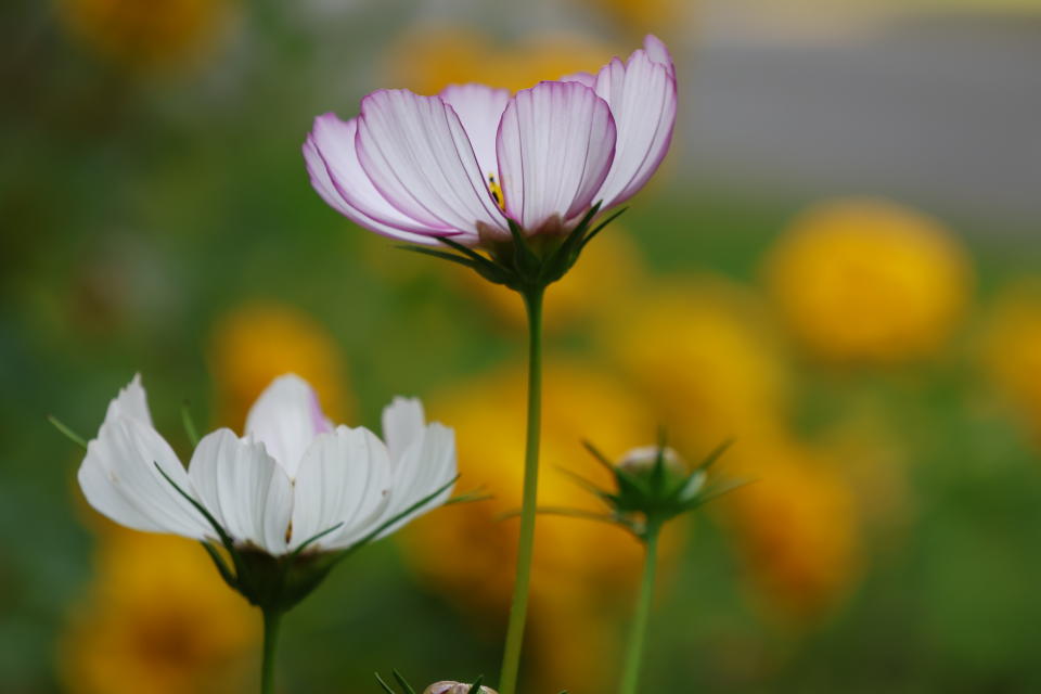 The petals of a white flower in a field