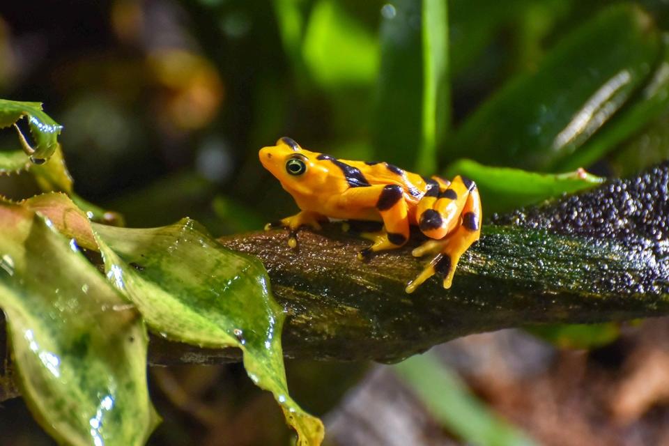 The Panamanian golden frog is a sign of good luck in its native country. The battleground for its survival is the Maryland Zoo.