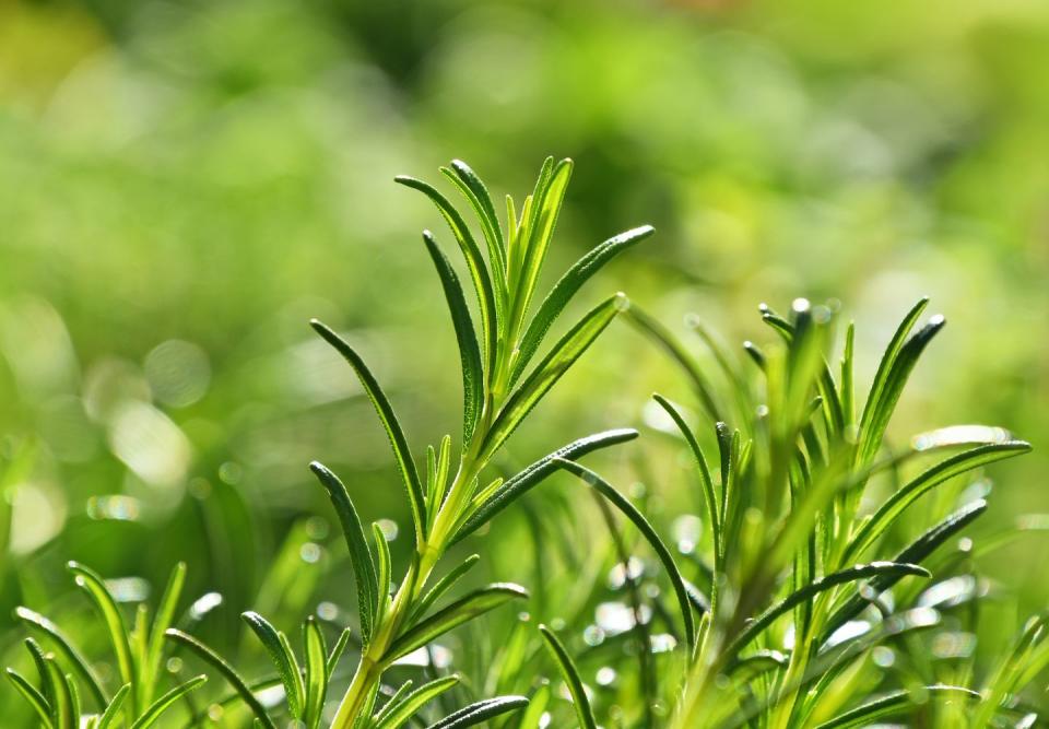 <p> <br>This spiky herb, thanks to its particularly pungent scent, may help keep mosquitoes away, Troyano says. In fact, <a href="https://ecommons.cornell.edu/bitstream/handle/1813/56138/rosemary-oil-MRP-NYSIPM.pdf?sequence=1" rel="nofollow noopener" target="_blank" data-ylk="slk:research;elm:context_link;itc:0;sec:content-canvas" class="link ">research</a><br>has found that, when compared to 11 other essential oils, rosemary had the longest repellent effects on mosquitoes, and may even deter other insects like aphids and spider mites—just note that these results were all based on rosemary oil.<br></p>