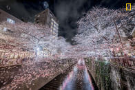 <p>“Nakameguro cherry blossoms – illuminated cherry blossoms at night were fantastic and beautiful.” (© Hiroki Inoue/National Geographic Travel Photographer of the Year Contest) </p>