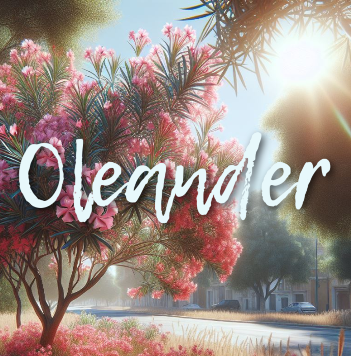 Oleander