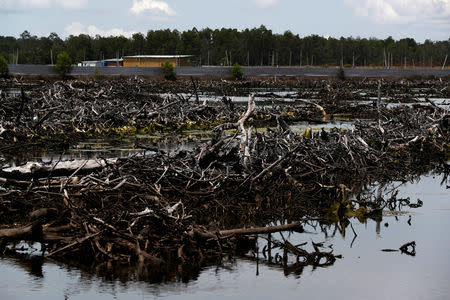 FILE PHOTO: A view of a destroyed mangrove forest outside the Sunlight Seafood shrimp farm in Pitas, Sabah, Malaysia, July 6, 2018. REUTERS/Edgar Su/File Photo