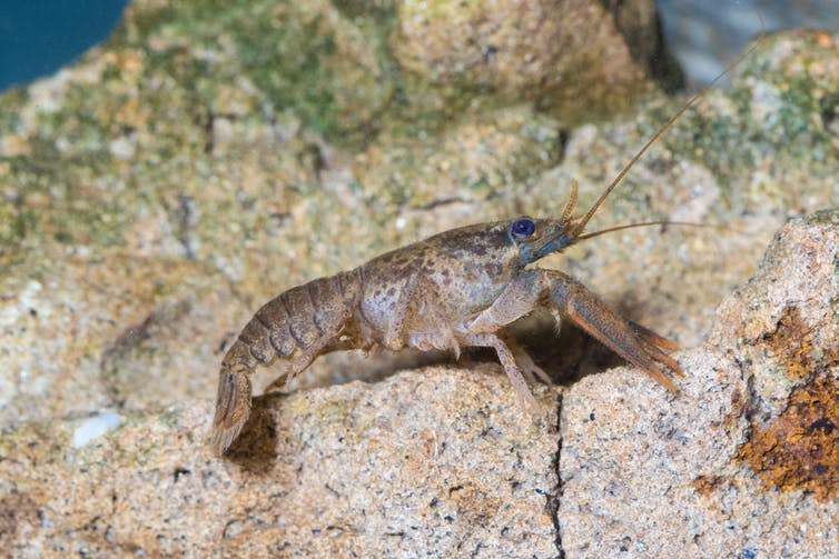 <span class="caption">Crustaceans affected by antidepressants prefer more light.</span> <span class="attribution"><a class="link " href="https://www.shutterstock.com/image-photo/broad-fingered-crayfish-astacus-pond-742828066?src=-7lUhIEIHigd8iDdDFUYlQ-1-9" rel="nofollow noopener" target="_blank" data-ylk="slk:Shutterstock;elm:context_link;itc:0;sec:content-canvas">Shutterstock</a></span>