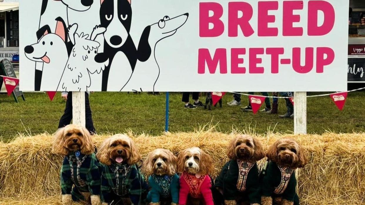 Terriers gathered at a Dogfest event in Surrey