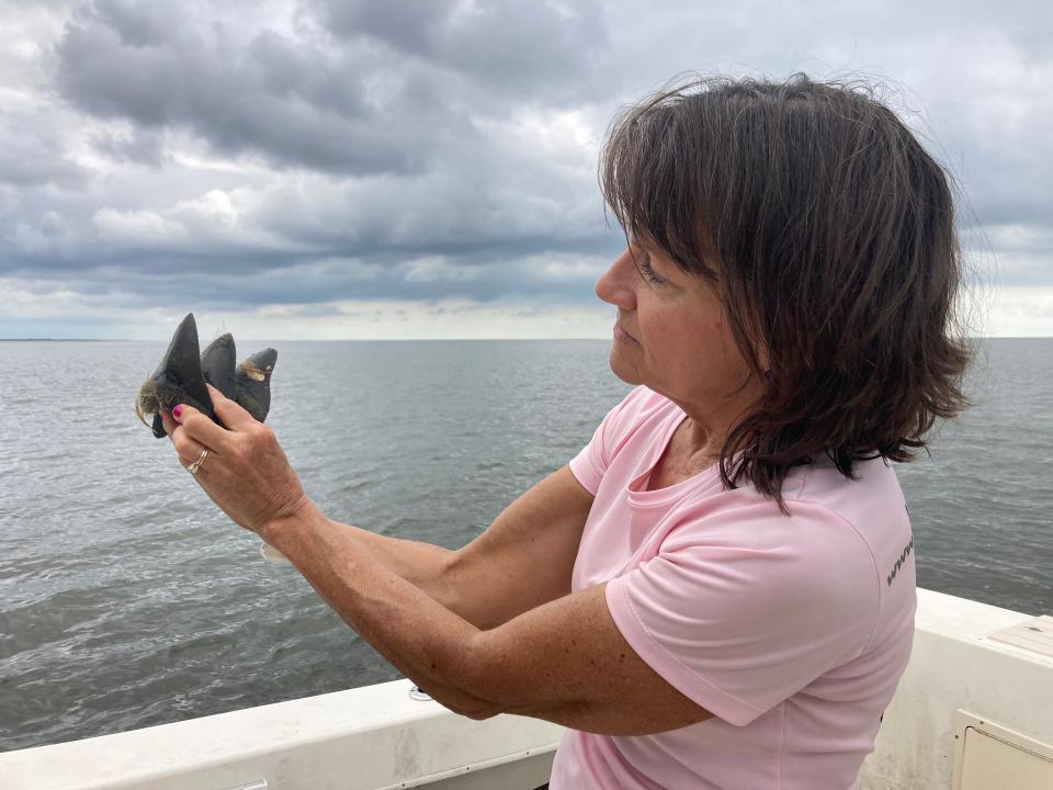 Dodie Gay-Eberlein demonstrates with their new finds how the teeth would have been arranged in the jaws of a megalodon shark.