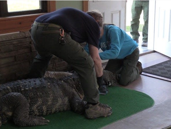 Officers with the New York State Department of Environmental Conservation prepare to haul away Albert, a 12-foot, 750-pound alligator that the agency said was being illegally kept at a home in a suburb of Buffalo.