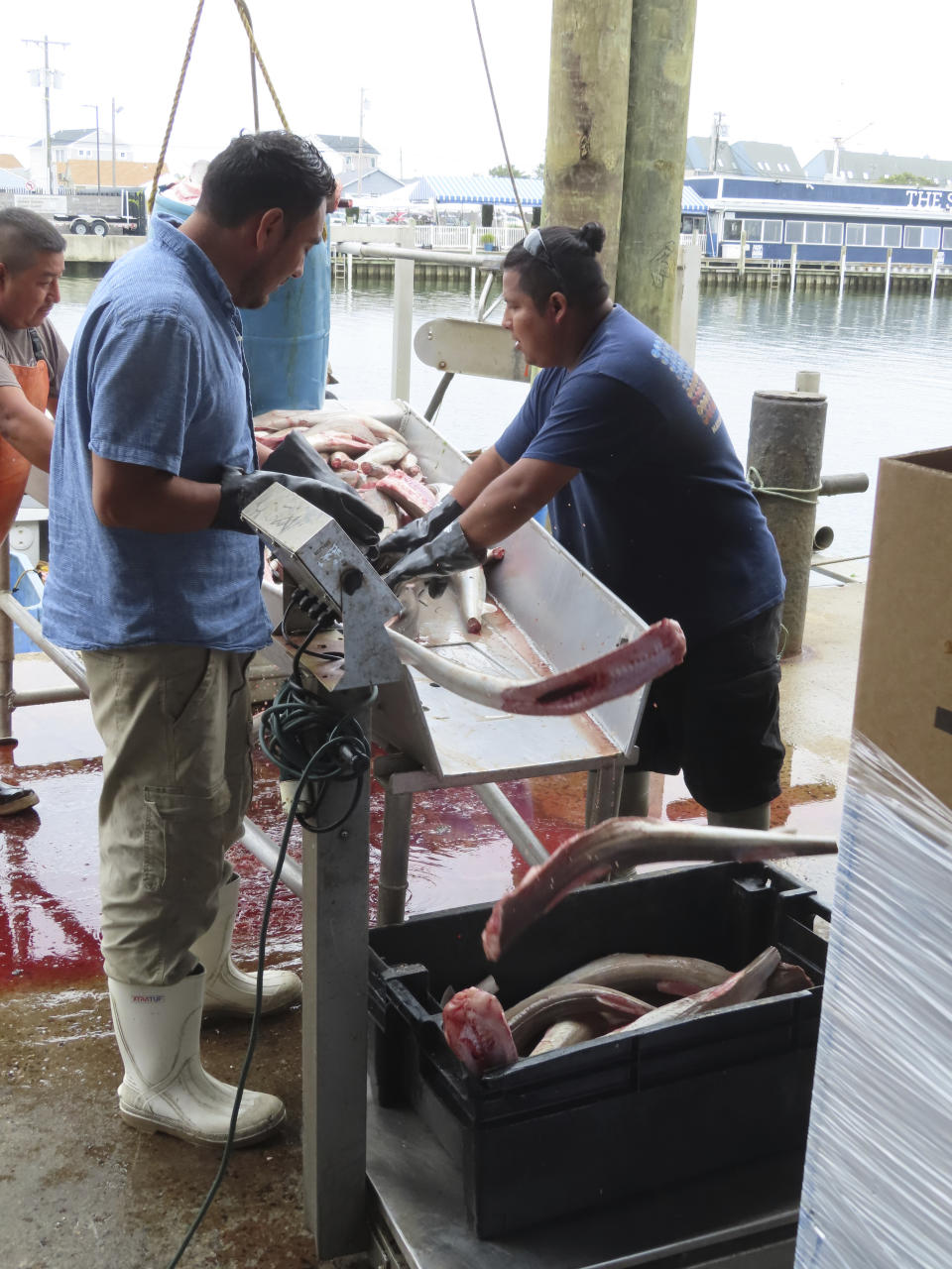 Workers at the Fishermen's Dock Co-Operative toss fish into bins in Point Pleasant Beach, N.J., on June 20, 2023. The commercial and recreational fishing industry has numerous concerns over offshore wind projects. The wind industry says it has tried to address those concerns, and will pay compensation for those that can't be avoided. (AP Photo/Wayne Parry)