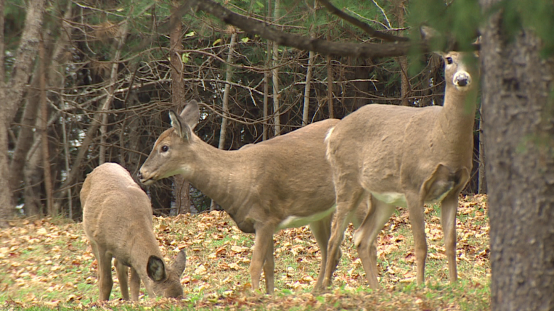 Deer population's changes studied by N.B., Maine researchers