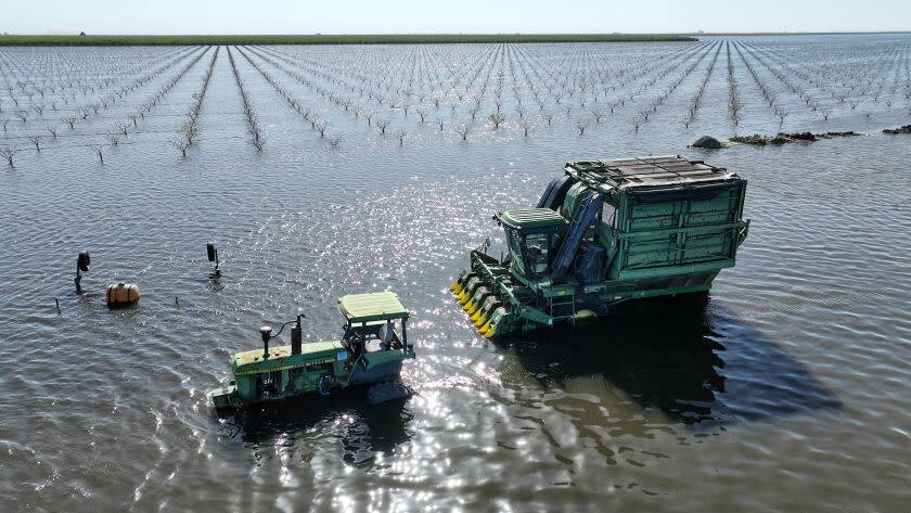 Corcoran, CA, Wednesday, April 19, 2023 - A vineyard remains flooded South of Tule River along 4th. Ave. (Robert Gauthier/Los Angeles Times)