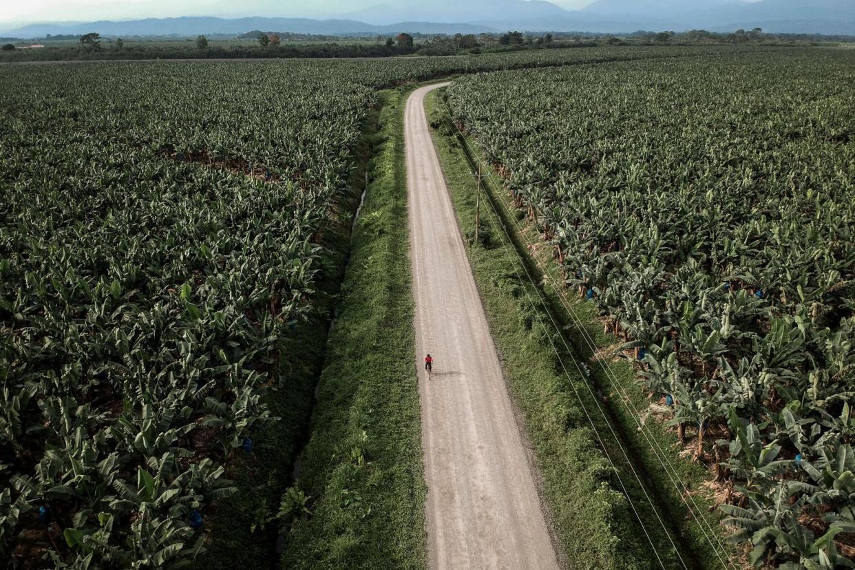 <span>One of Costa Rica’s many banana plantations. The world’s third-largest banana exporter produced 2m tonnes last year</span><span>Photograph: Marco Valle/The Guardian</span>