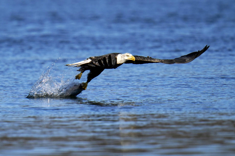 FILE - In this Nov. 20, 2020, file photo, a bald eagle grabs a fish from the Susquehanna River near the Conowingo Dam, in Havre De Grace, Md. The number of American bald eagles has quadrupled since 2009, with more than 300,000 birds soaring over the lower 48 states, government scientists said Wednesday in a new report. (AP Photo/Julio Cortez)