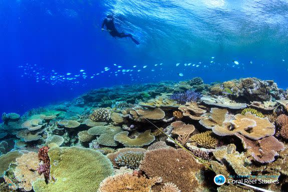 A healthy reef in southern Great Barrier Reef escapes damage from bleaching, Oct. 2016.
