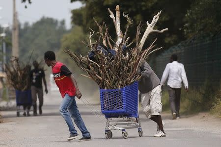 Migrants transport firewood in a shopping cart in "The New Jungle" near Calais, France, August 1, 2015. REUTERS/Pascal Rossignol