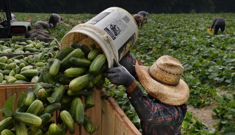 A seasonal farmworker working in North Carolina dumps a bucket of freshly picked cucumbers in this 2015 file photo.