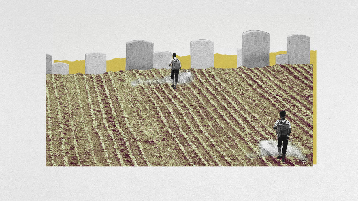  Photo collage of farmers spraying crops with Roundup. They are walking towards a row of gravestones at the end of the rows of crops. 