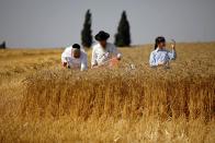 <p>Ultraorthodoxe jüdische Männer nahe dem Kibbuz Magen in Israel ernten Getreide, das sie später für die Zubereitung von Matze, dem traditionellen Brot für das Pessachfest, verwenden werden. (Bild: REUTERS/Amir Cohen) </p>